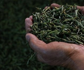 Is the Kneading Process of Pu’er Tea Really Crucial?