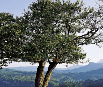 Chongqing Has Thousand-Year-Old Giant Tea Trees?