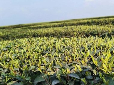 Pingshan County’s Longhua Town, Yibin City: Concentrating on the “Three Ends and Three Transformations” to Solidify the “Tea Story,” Paving the “Path to Prosperity” for Agricultural Income Growth