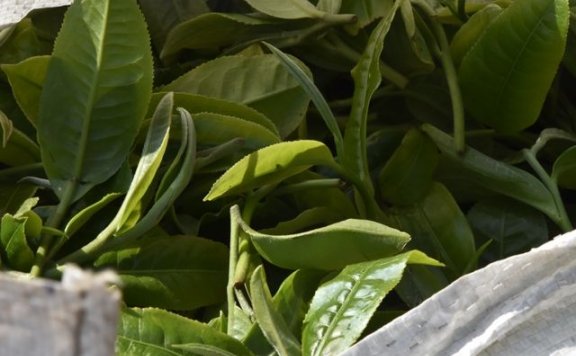 The Production Process of Sun-Dried Green Maocha