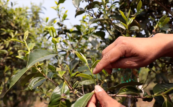 Puer Ning’er: Empowering Tea Culture Inheritance and Development with Intangible Cultural Heritage Techniques