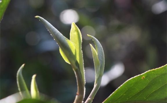 What is Puer First Flush Spring Tea?