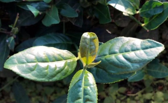 Growing and Processing of Anxi Tieguanyin