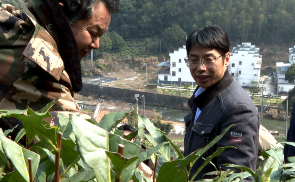 High Mountain Tea Gardens in Huangshan District Welcome On-site Guidance from Tea Professors!