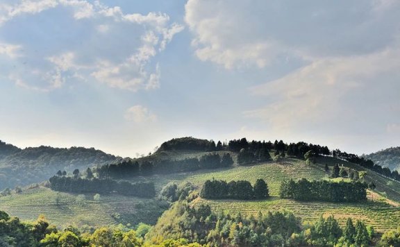 In Search of Tea in Changning: Spring Arrives and the Tea in Nino Is Fragrant