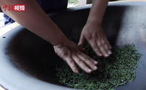 Exploring the Xishan Bailu Tea Processing Technique: Hands Never Leave the Tea in a 300-Degree Iron Wok