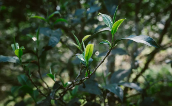 Tea Fragrance of Xishuangbanna: Yi Wu’s Wan Gong