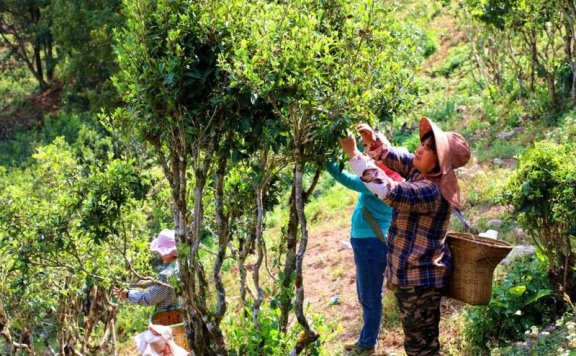 Jingdong’s Spring Tea Harvest is in Full Swing! A Spring Overflowing with the Fragrance of Tea Awaits You~