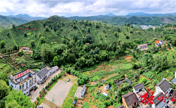 Gullies Yield “Golden Leaves”; Tea Industry Paves the Path to Prosperity; Wuzhou Systematically Advances the Growth of Liubao Tea Industry