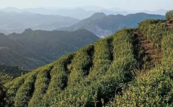 What is Wenshan Baozhong Tea?