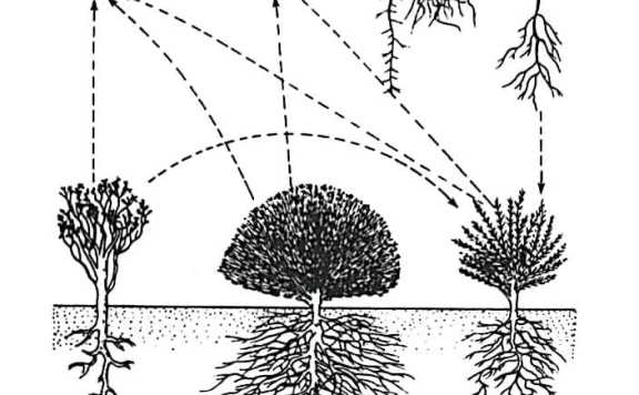 The Life Cycle of Tea Plants and Key Management Practices at Different Stages