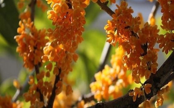 Huangchuan Golden Osmanthus