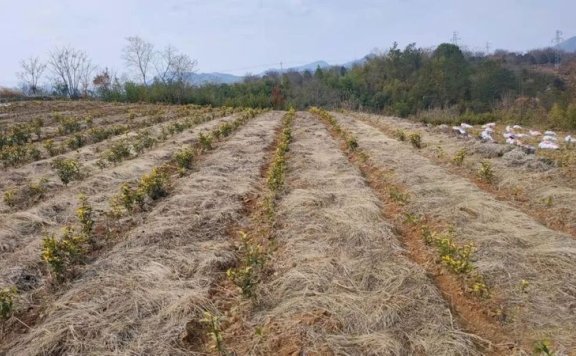 The “Tea Planting Gospel” of Jiuban Family Farm in Shengzhou City