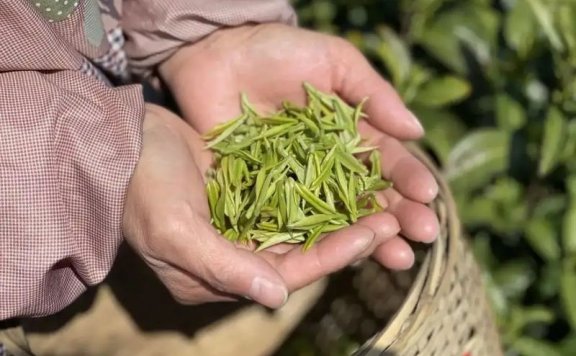 What are the grade characteristics of Longjing tea?