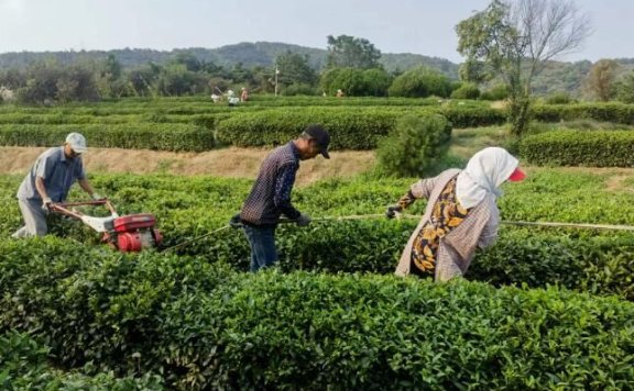 Tea Garden Management — Scientific Application of Base Fertilizer for Tea Trees in Autumn 2023