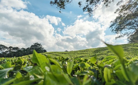 Can Montding Sweet Dew Tea Still Be Consumed After Being Stored for a Long Time? What is the Shelf Life of Montding Sweet Dew Tea?