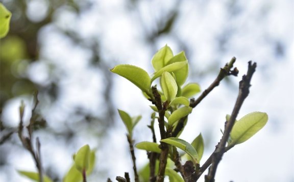 Mengla County: Green Waters and Lush Mountains Fill the Air with the Scent of Tea, Paving a Path to Prosperity Through Industry