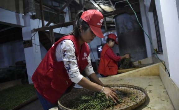 The Process of Kneading in Pu’er Tea