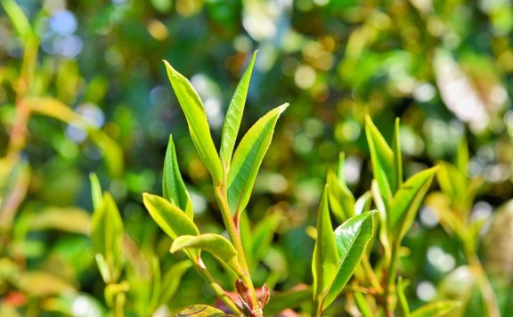 Lianfu Tea Mountain Boasts the “Purple Dragon”; Both Large and Small Trees Yield Fine Tea