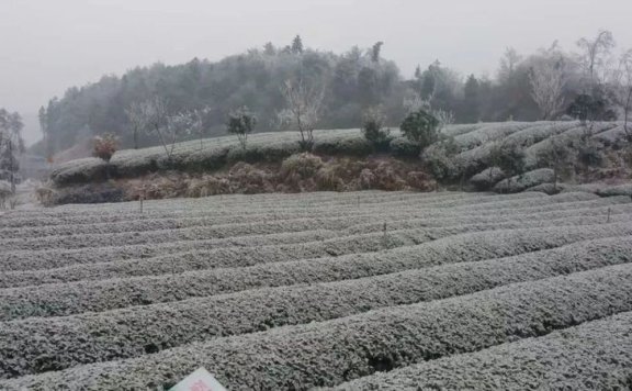 Measures for Guizhou Tea Industry to Cope with Low Temperatures, Snow, and Freezing Rain