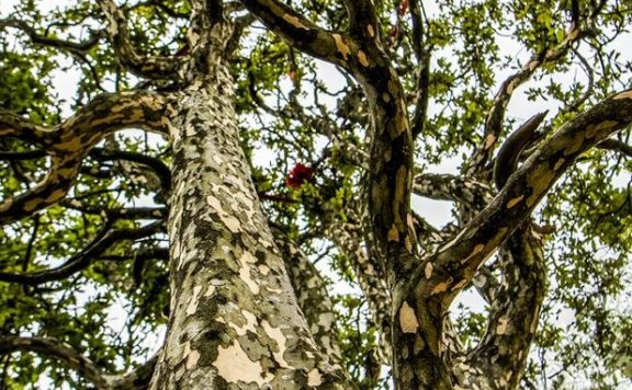 Wuxi, Chongqing: Ancient Eagle Tea Trees in Bloom