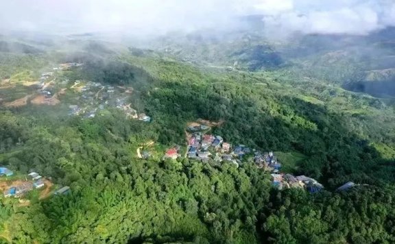 Tea Fragrance in Xishuangbanna: The Famous Pu’er Mountain, Pasha Tea Mountain