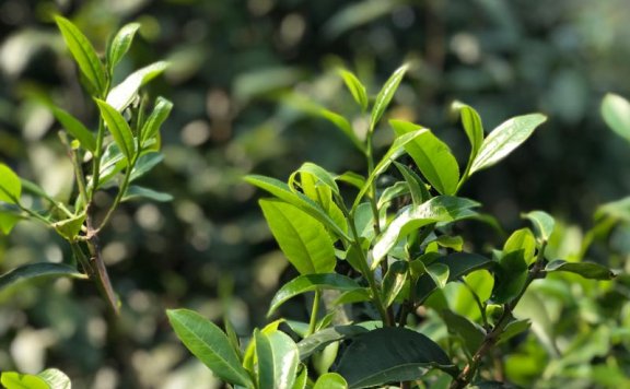 The Anticancer Potential of Tea Catechins