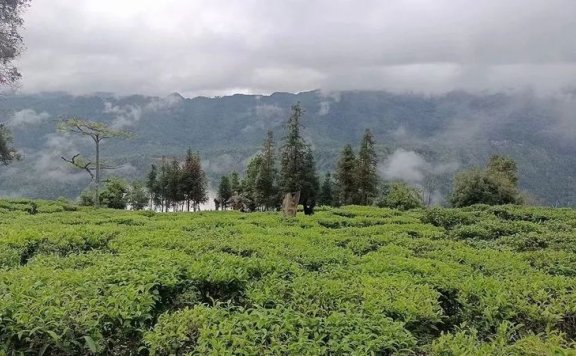 Cangyuan: Tea Industry Shows Favorable Development Momentum