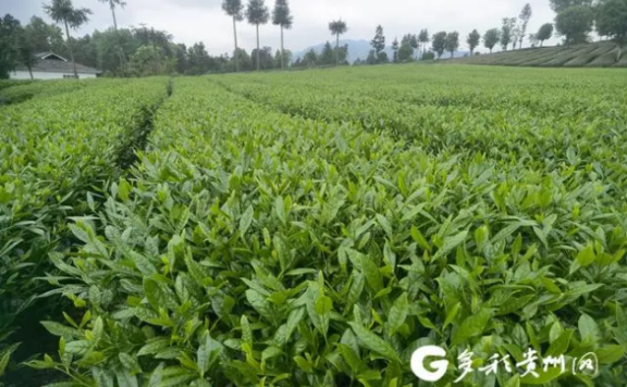 After 16 Years, His “Qian Tea No.1” Is Cultivated Over 40,000 Mu