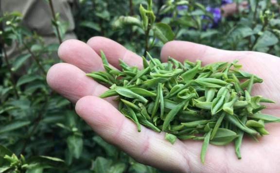 Price of West Lake Longjing Spring Tea 2024 per Pound