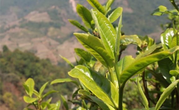 Lao Xu on Tea: Want to Choose a Cost-effective Daily Tea? (Part 1)