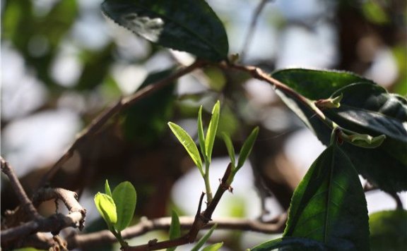 Characteristics of the Banuo Tengtiao Ancient Tree Tea