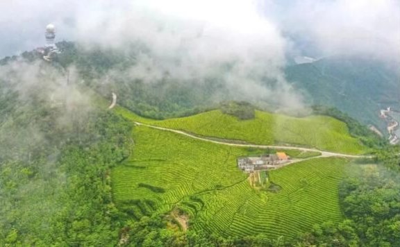 The Characteristics of Zhoushan Tea Gardens