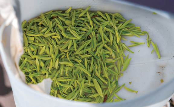 Bazhong: From Barren Hills to Golden Leaves—Farm Women Become Tea Entrepreneurs