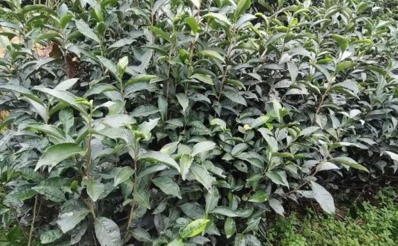 Countermeasures for Tea Gardens Affected by High Temperature and Heat Stress in Fujian Province