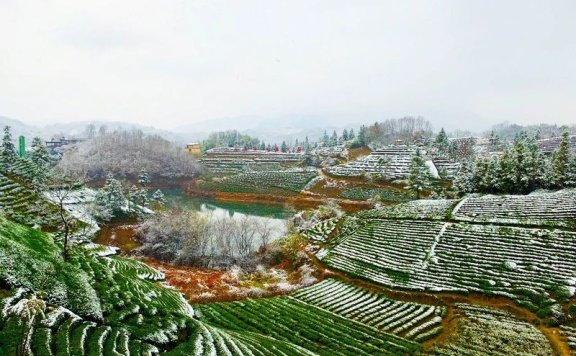 Anhui Academy of Agricultural Sciences Tea Research Institute: Emergency Prevention and Remedial Techniques for Extreme Winter Cold Damage in Tea Gardens