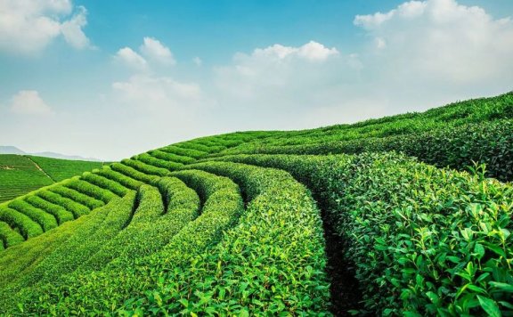 The Impact of Soil Conditioners on Tea Garden Soil Environment and Tea Plant Growth