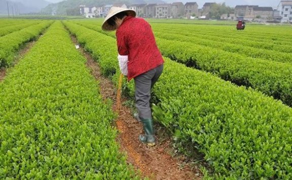 Scientific Fertilization for Green, High-Yield, and Efficient Tea Production