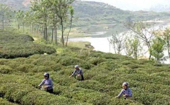 Huaiyuan Tongbai: Empowering the Tea Industry with Technology for Quality and Efficiency