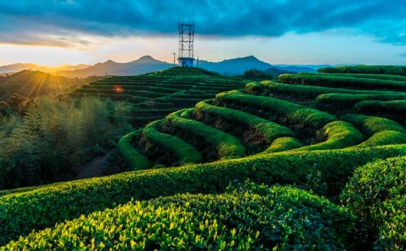 Wenzhou Morning Tea —— Three-Cup Aroma Tea from Taishun