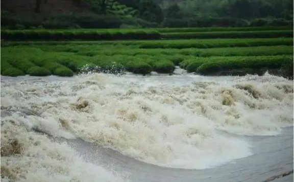 Precautions for Disaster Prevention and Response in Tea Areas During the Plum Rain and Mountain Flood Season