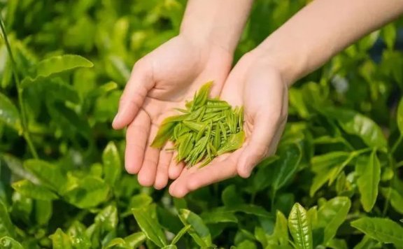 Four Benefits and Three Precautions of Drinking Early Spring Green Tea!