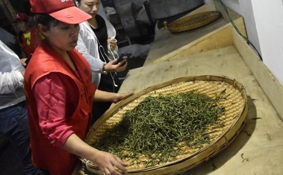 Purpose of Puer Tea Rolling