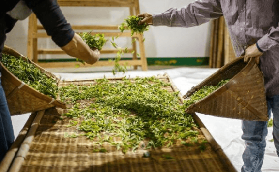 Wilting Process: A Key Step in Tea Production