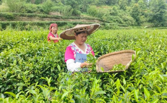 Longtang Town: Large-Scale Tea Processing Boosts Confidence in Industry Development