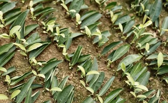 Albino Tea Cutting Propagation Techniques, Save for Later!