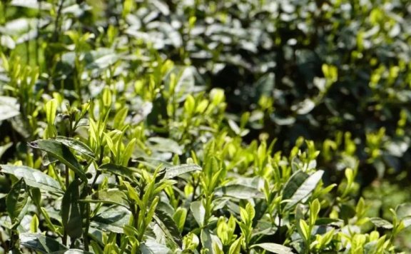 Check and Receive Guizhou’s Winter Management Techniques for Tea Gardens and Cold Prevention Measures