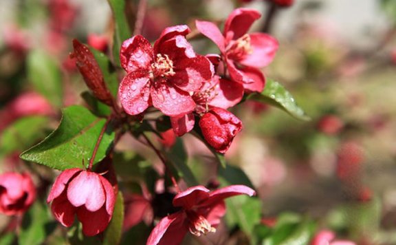 The Benefits and Effects of Begonia Tea