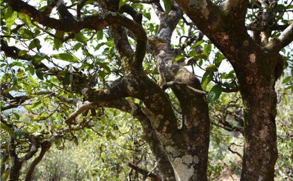 Puer Tea: The Sacred Land of Ancient Trees at Xigui