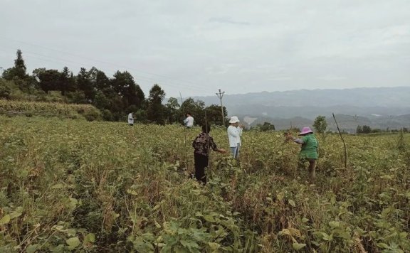 Intercropping Soybeans in Young Mountainous Guizhou Tea Gardens for Weed Control and Soil Fertility Improvement